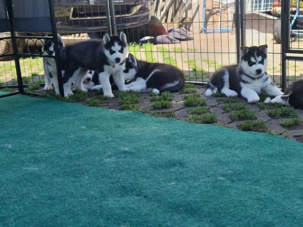 tata sibiskho husky na prodej. 