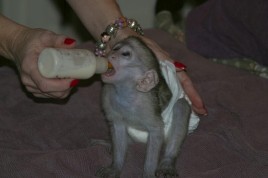 Nabdka Kapucinsky opice