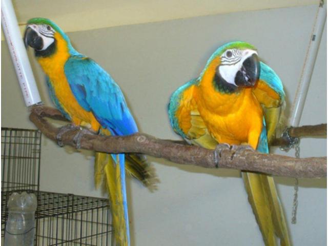 Zlaté a Modré papoušci pro prodej   