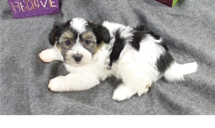 Havanský psík, štěně s PP