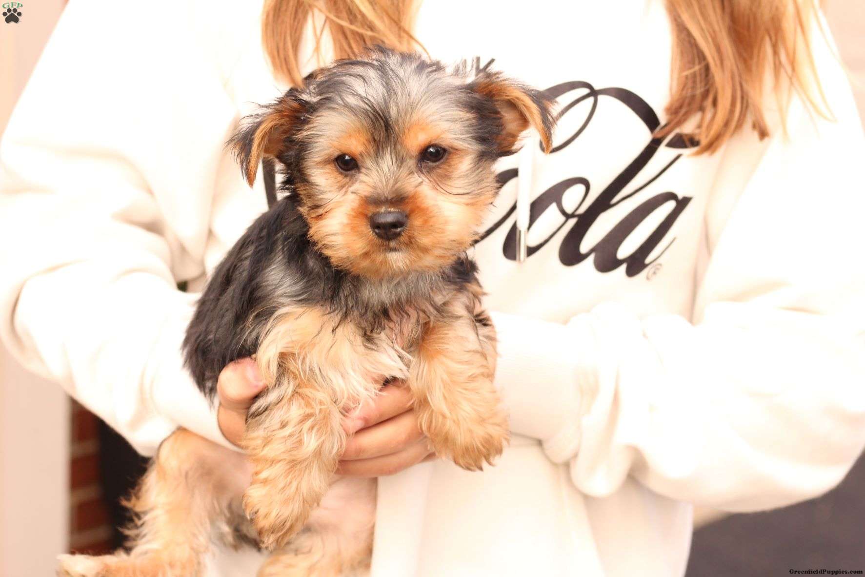 Miniature Yorkshire Terrier Puppies