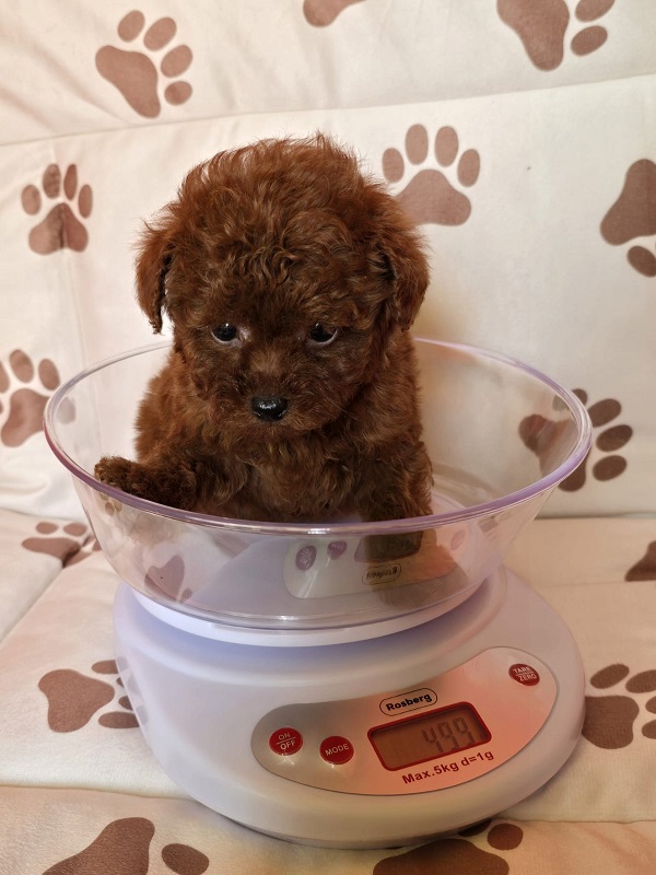 �erven� �ajov� pudl