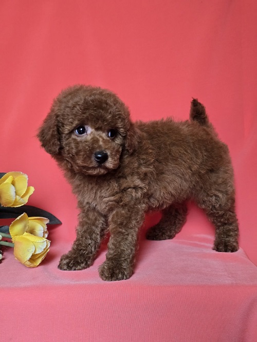 �erven� toy mini pudl