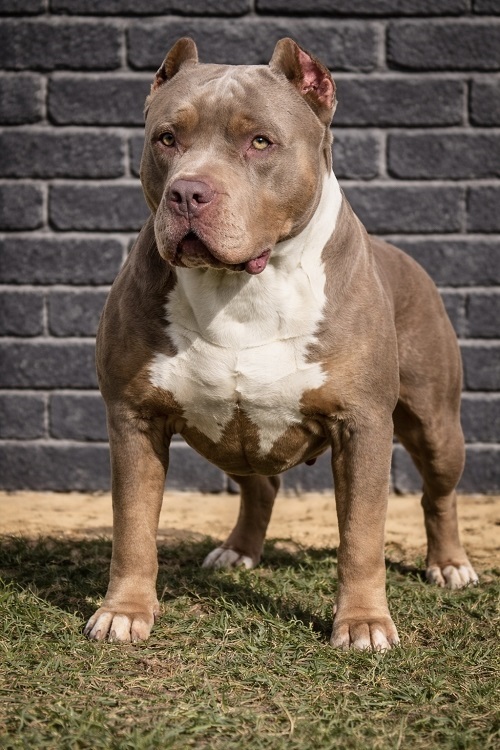 American Bully 