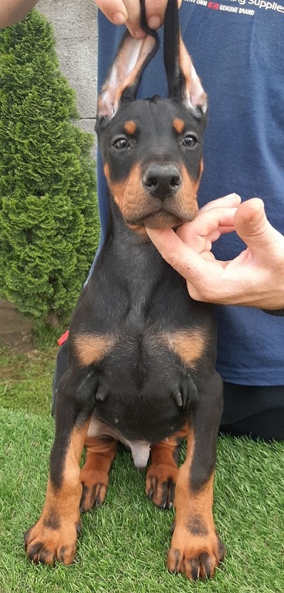 �t��ata dobermana