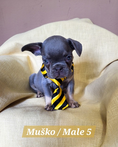 �t��ata francouzsk�ho buldo�ka exotick� barvy