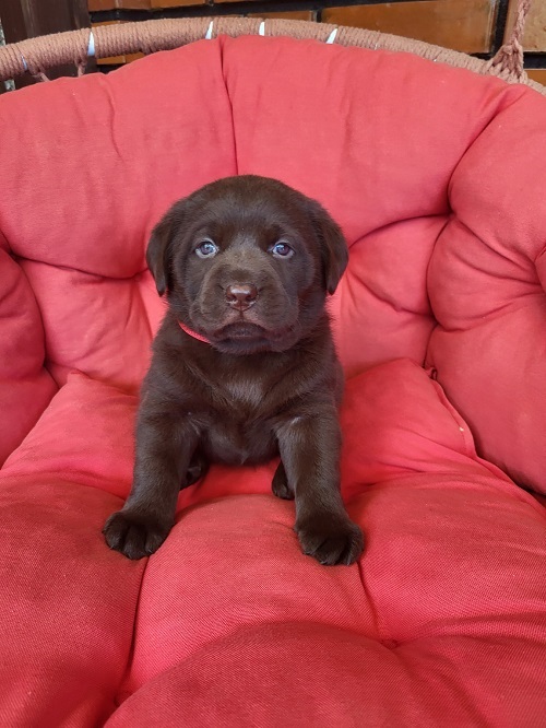 �t��ata hn�d�ho labradora