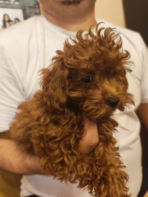 �erven� toy pudl