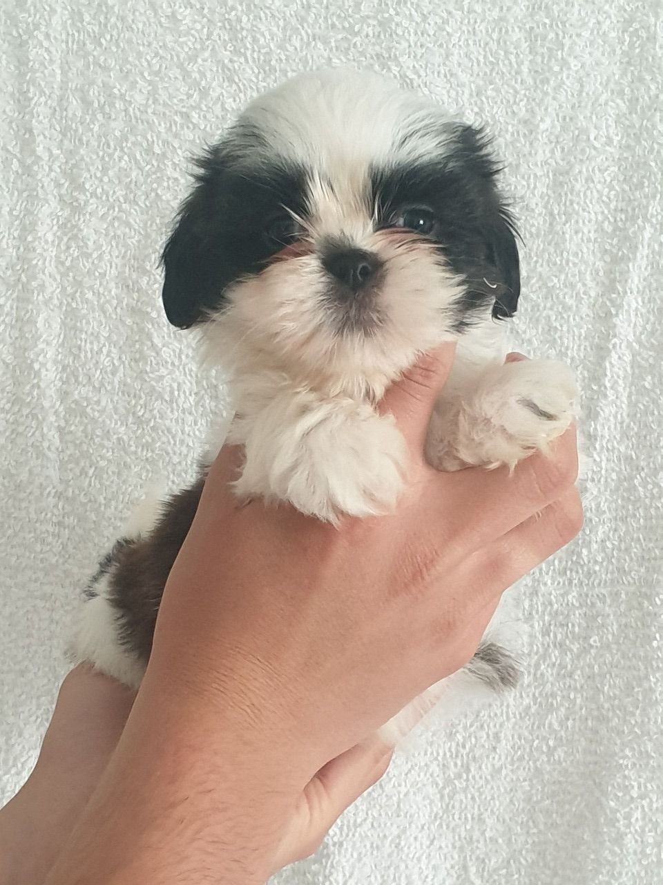 Ndhern Shih Tzu na predaj.