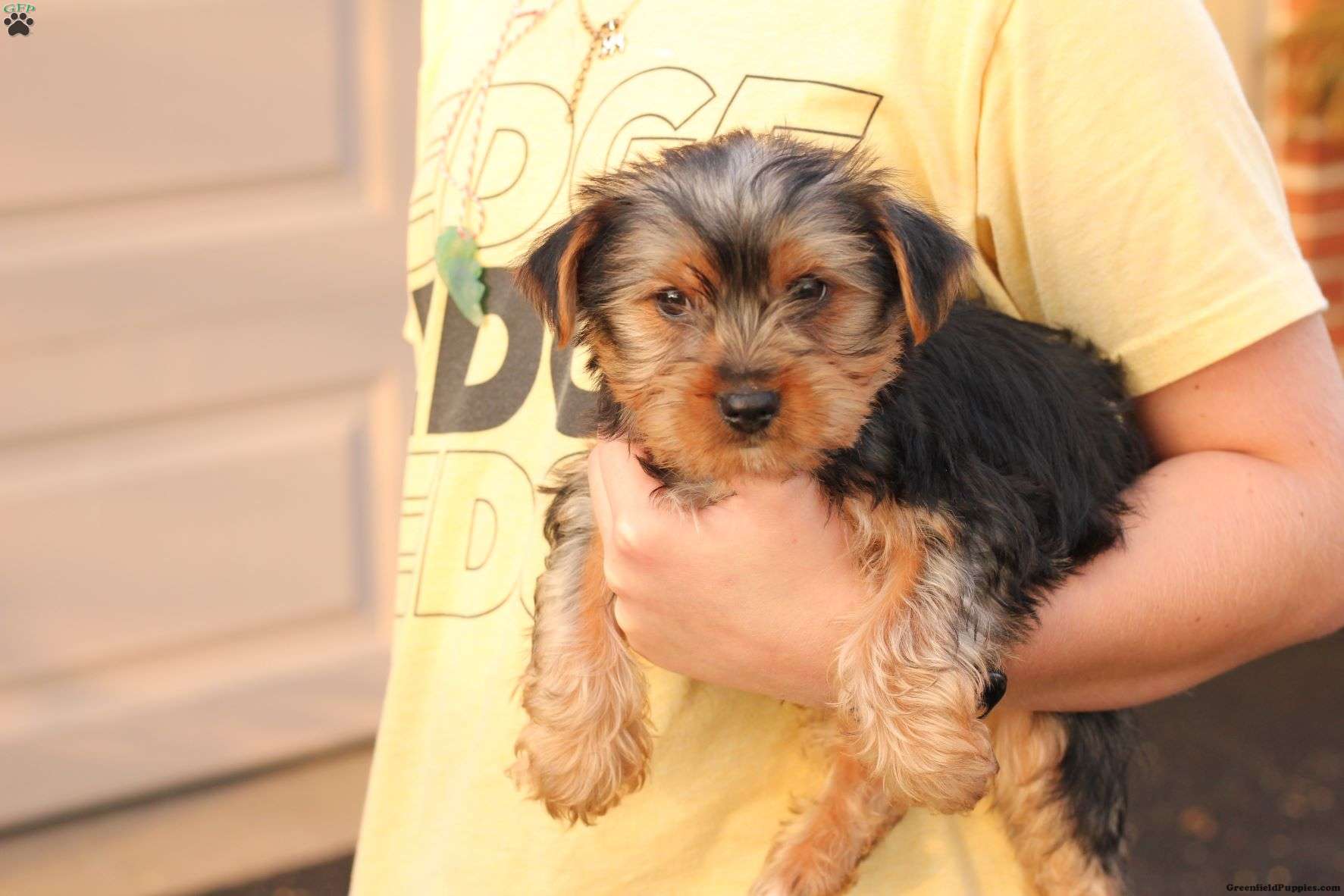 Gorgeous Yorkshire terriers