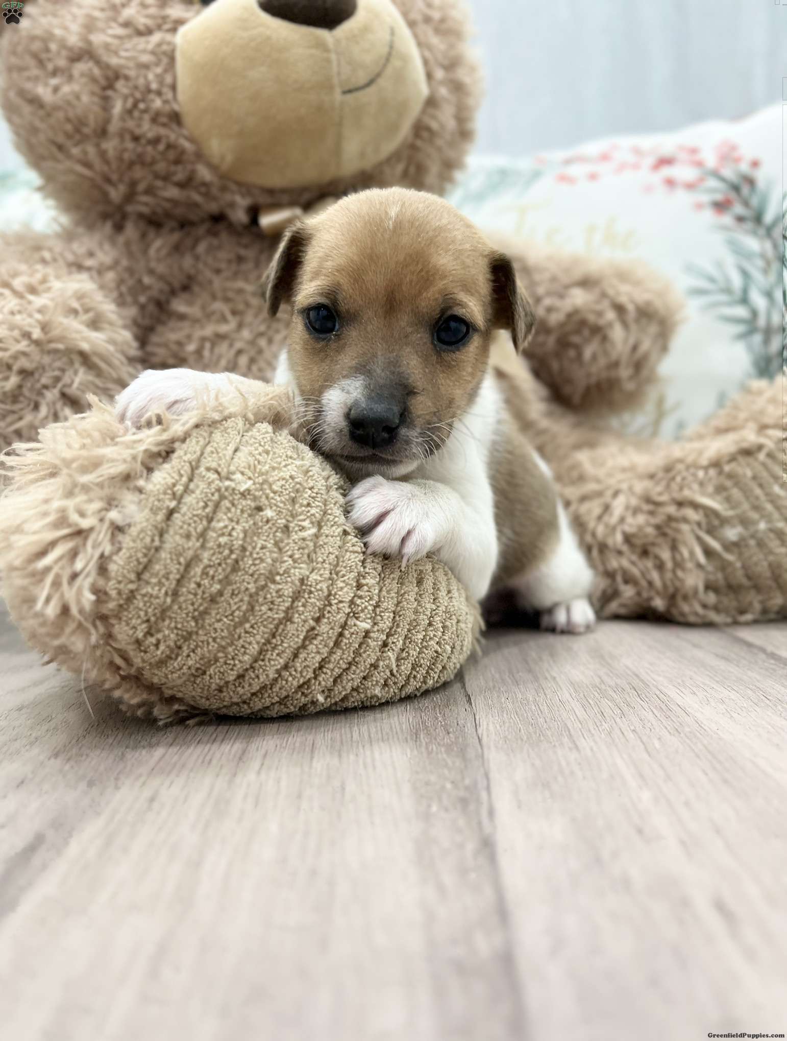 Jack Russel Puppies
