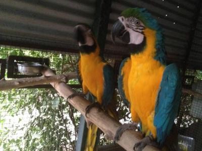 Ara papouky