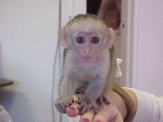 Kapucínský opice Pro Prodej