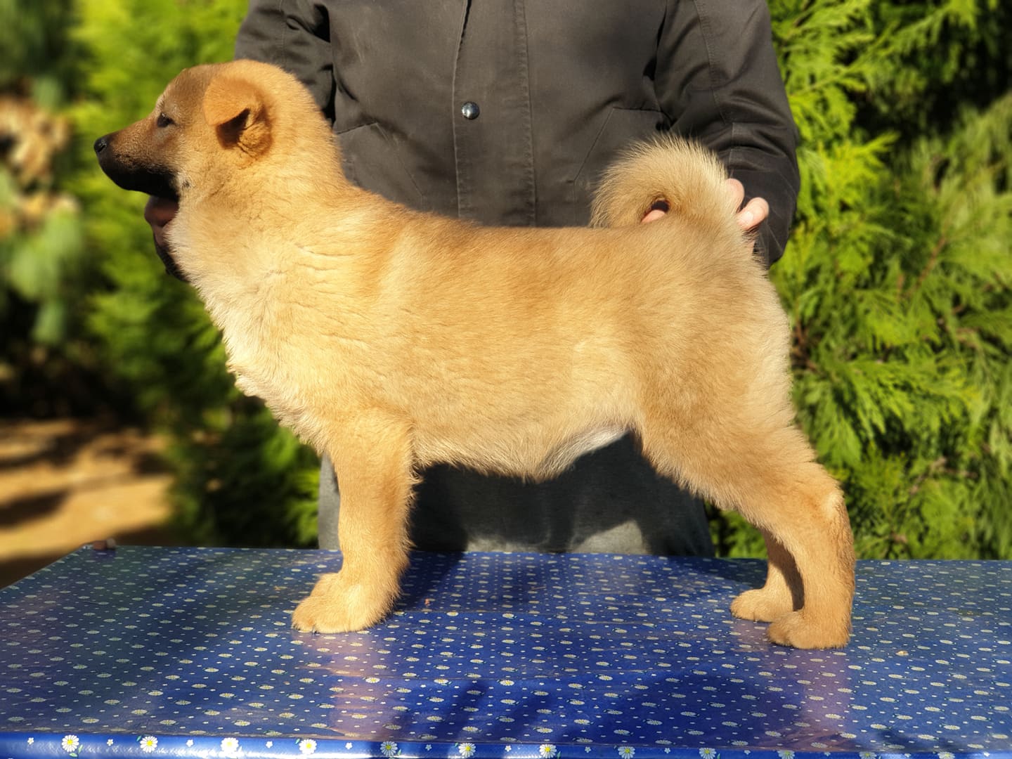 Korejsk Jindo Dog ttka na prodej