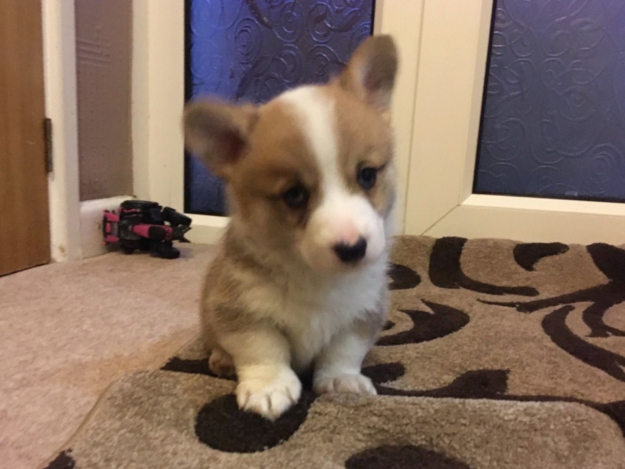 Welsh Pembrokeshire Corgi tata na prodej