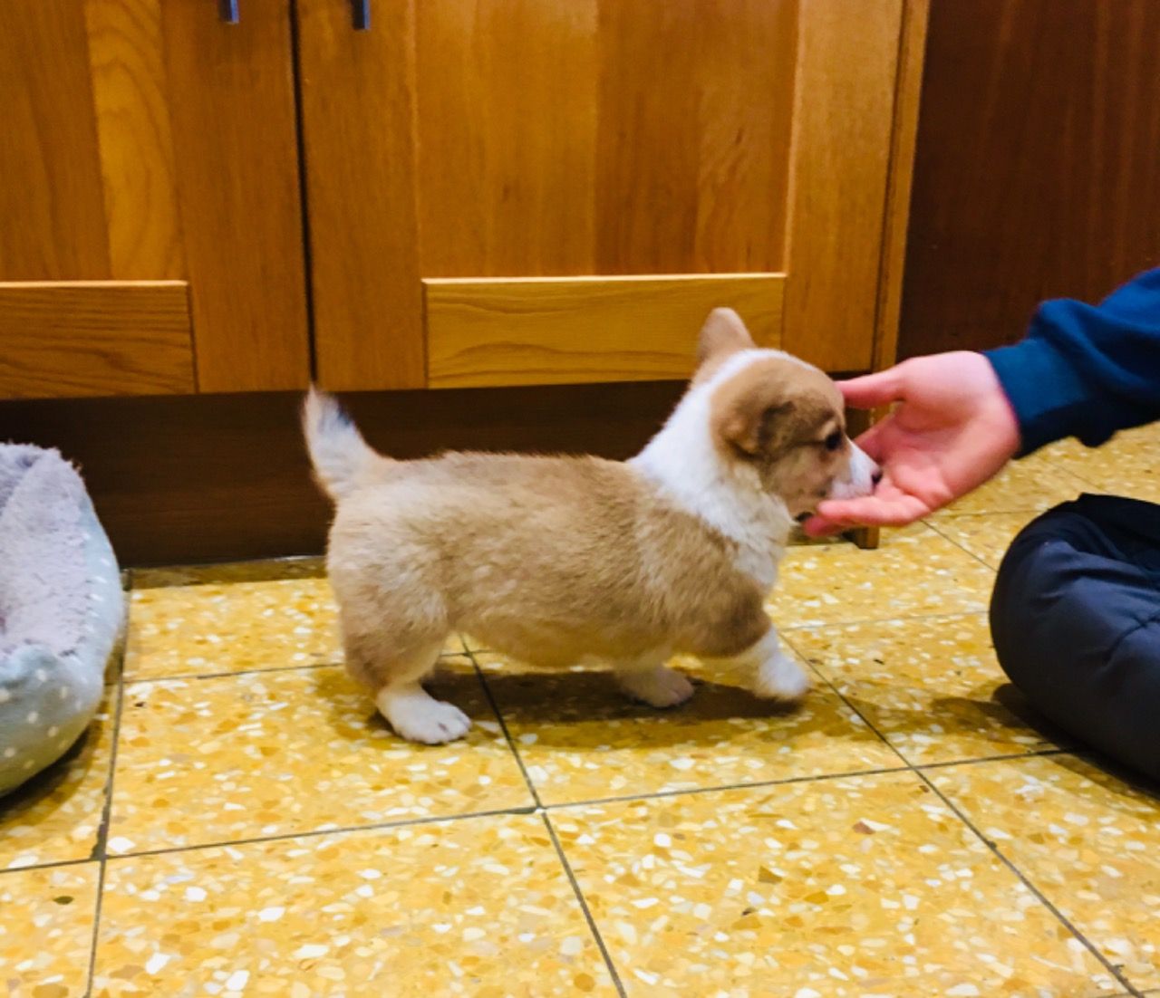 Welsh Pembrokeshire Corgi tata na prodej