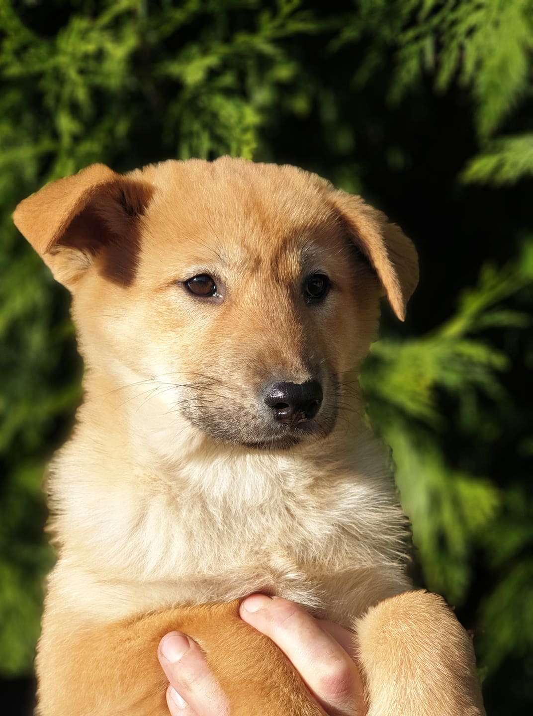Korejská Jindo Dog štěňátka na prodej