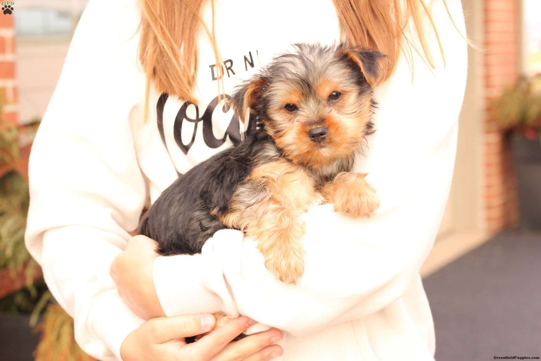 little Yorkies puppies
