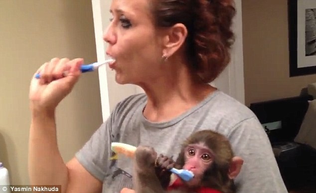 Nabídka Kapucínský opice
