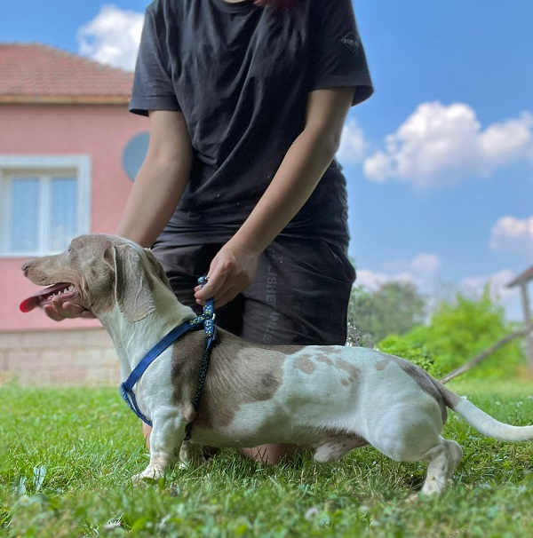 �t��ata jezev��ka