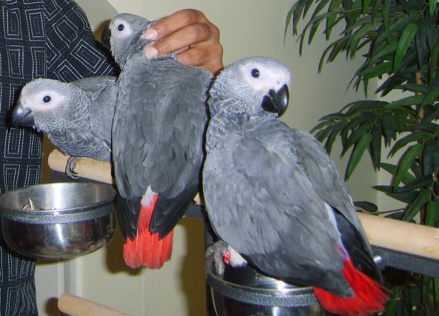 Vánoce Žako Africké šedé papoušci 