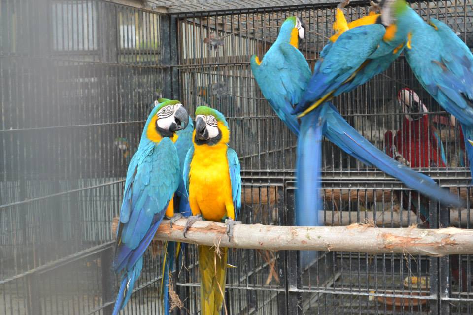 Ara Ararauna papouci pro prodej
