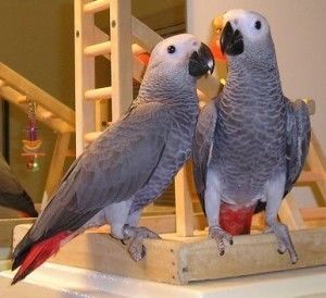 Chov afrických papoušků šedých