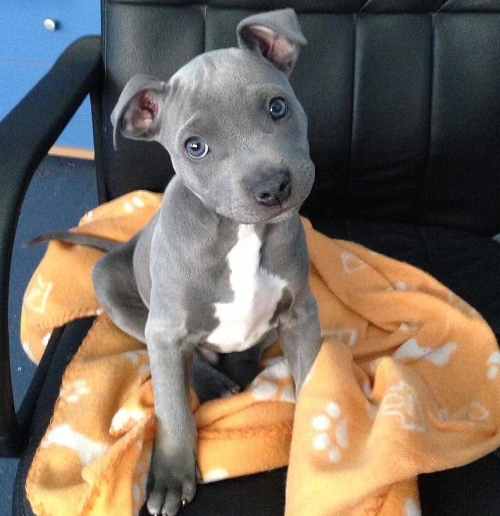 Bellissimi cuccioli di American pitbull terrier in cerca di una nuova casa.
