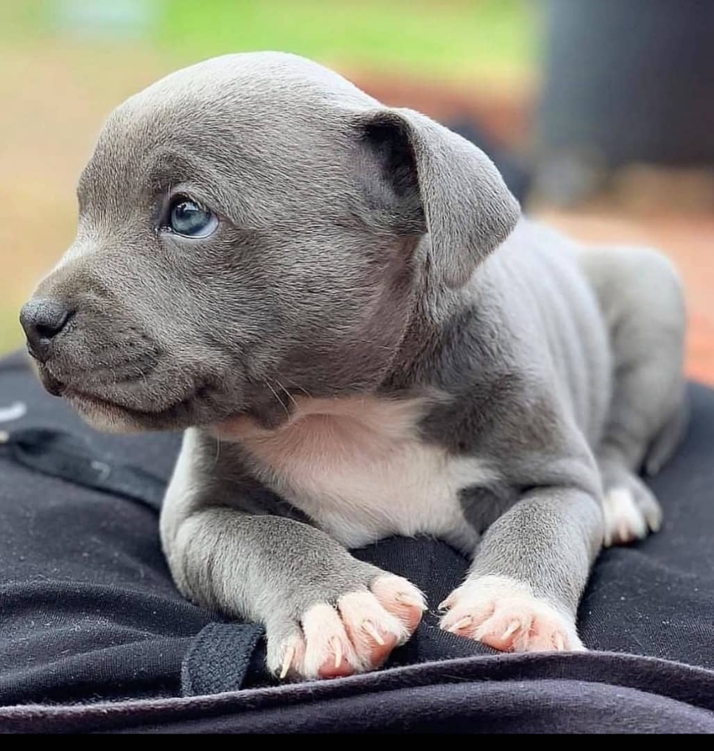 Bellissimi cuccioli di American pitbull terrier in cerca di una nuova casa.