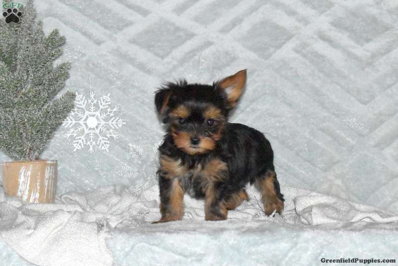 KC Champion bloodline Yorky ready for new home.