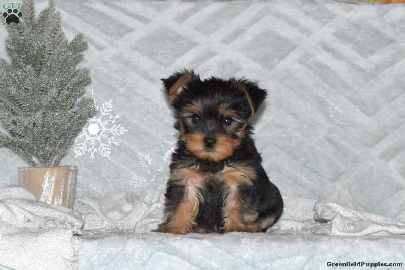 KC Register Full Pedigree Yorkshire Terrier READY!