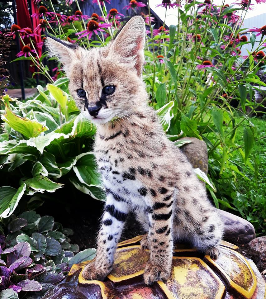Exotické Savannah koťata a caracal s serval k dispozici