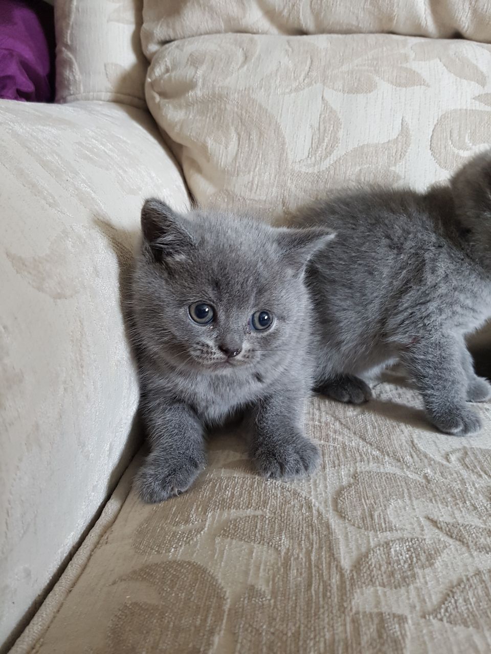 Krásná britská modrá krátkosrstá koťata