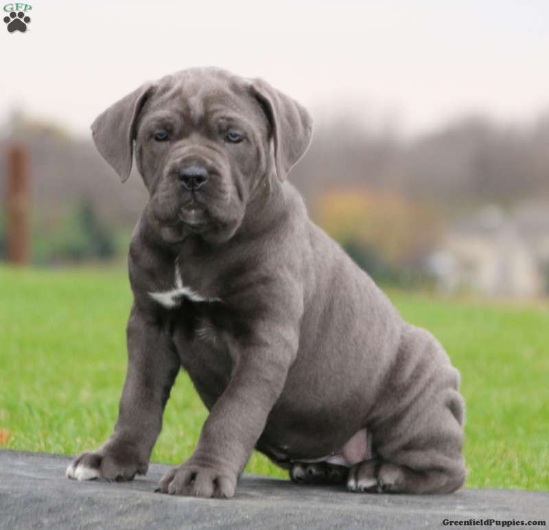 Cane corso puppies