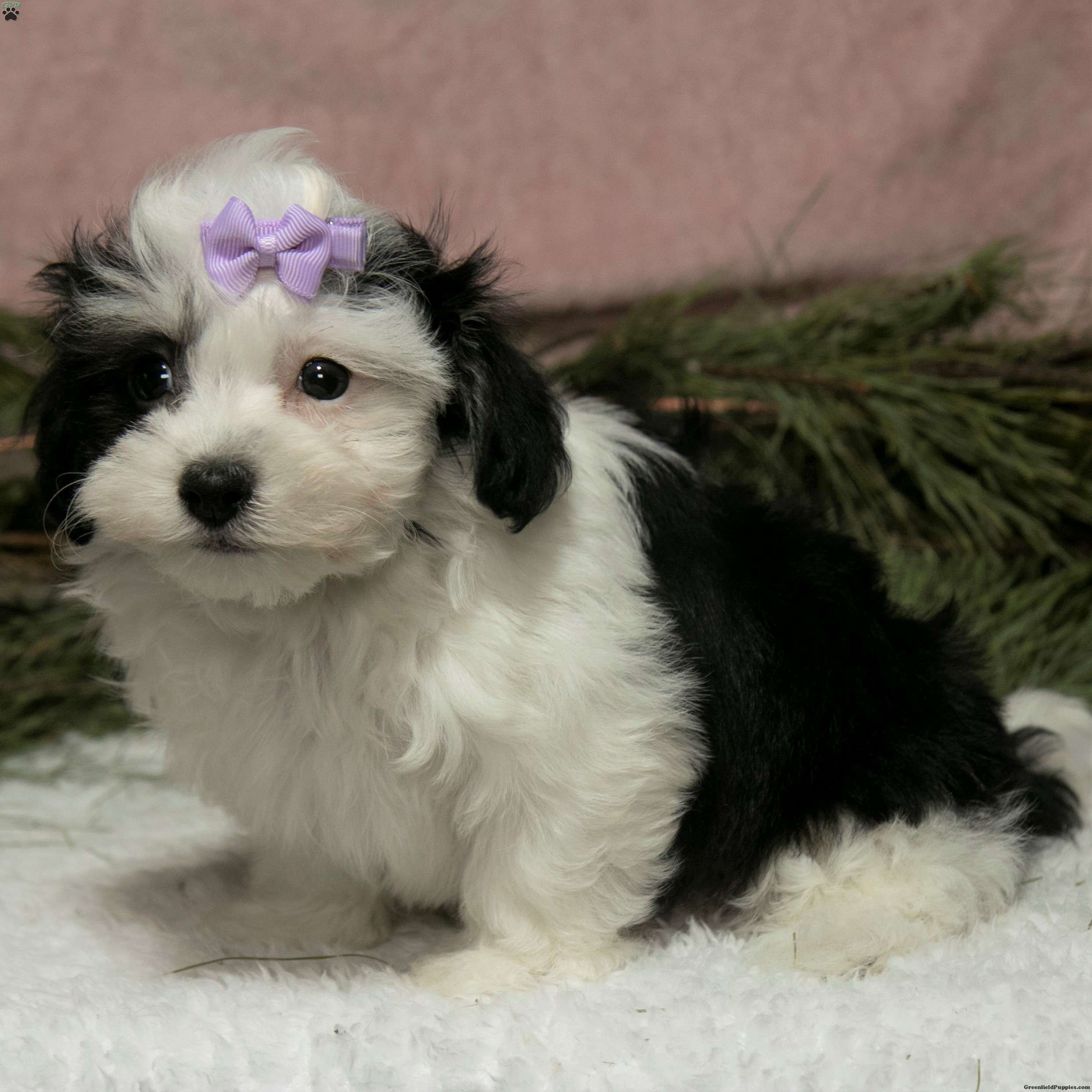 Planned health tested KC Havanese incl chocolates