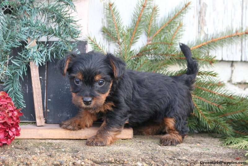 KC Champion bloodline Yorky ready for new home.