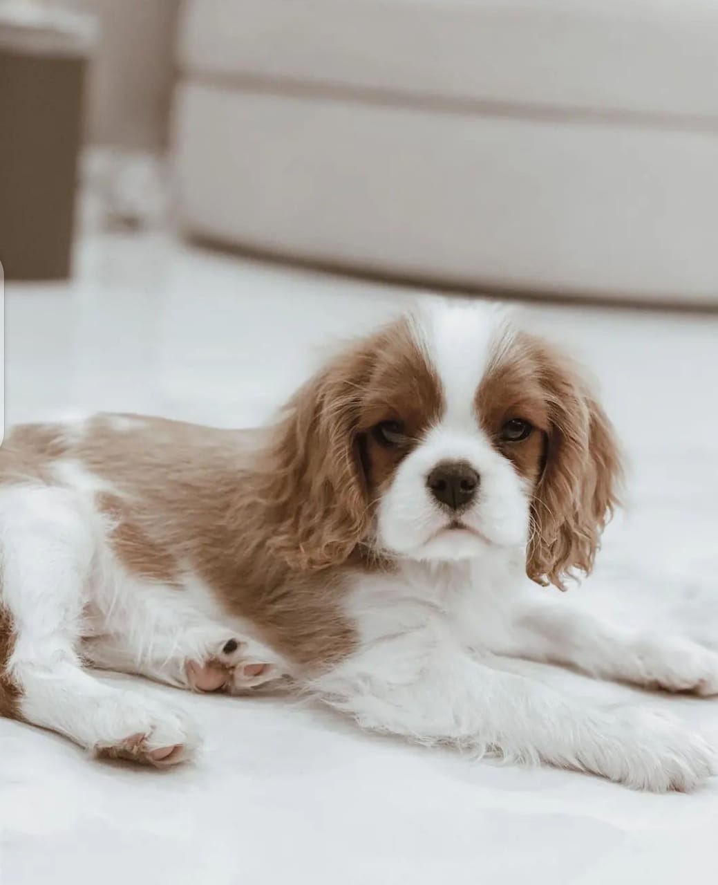tata panl Cavalier King Charls