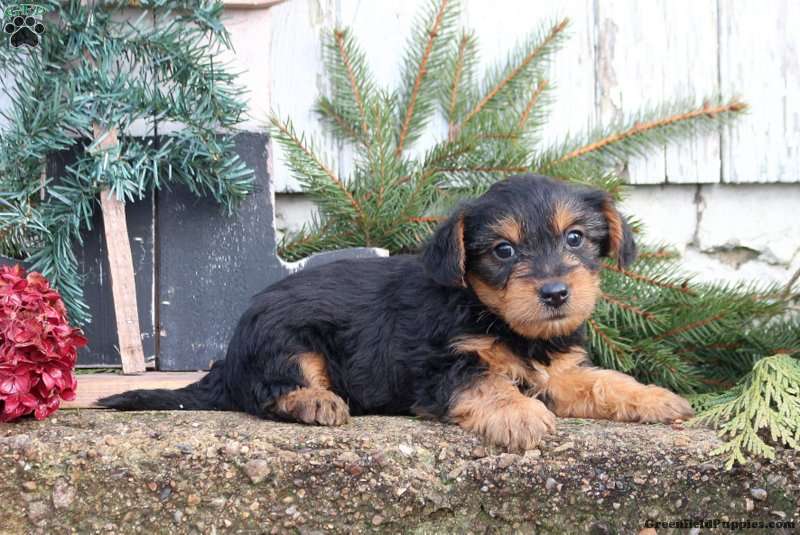 KC Champion bloodline Yorky ready for new home.