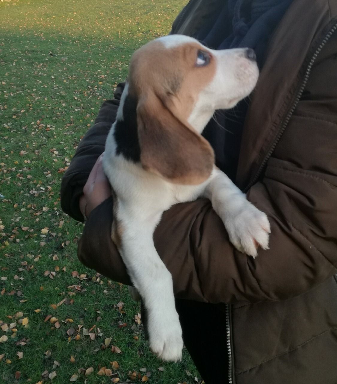 Ohromující štěňata Beagle.