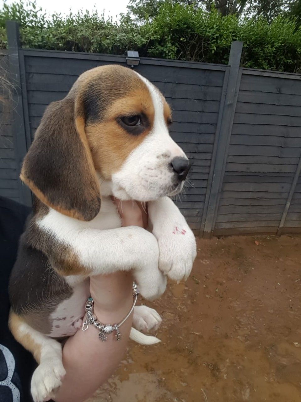 Na prodej jsou roztomil ttka Beagle