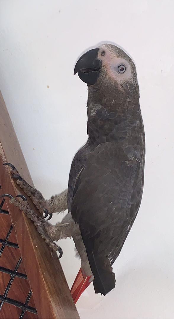 Super rozkošný africký šedý papoušek