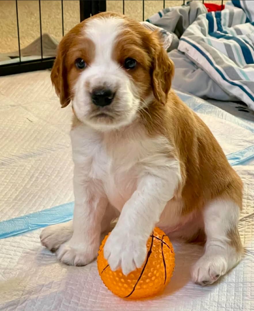 Okouzlujc tata Welsh Springer Spaniel.