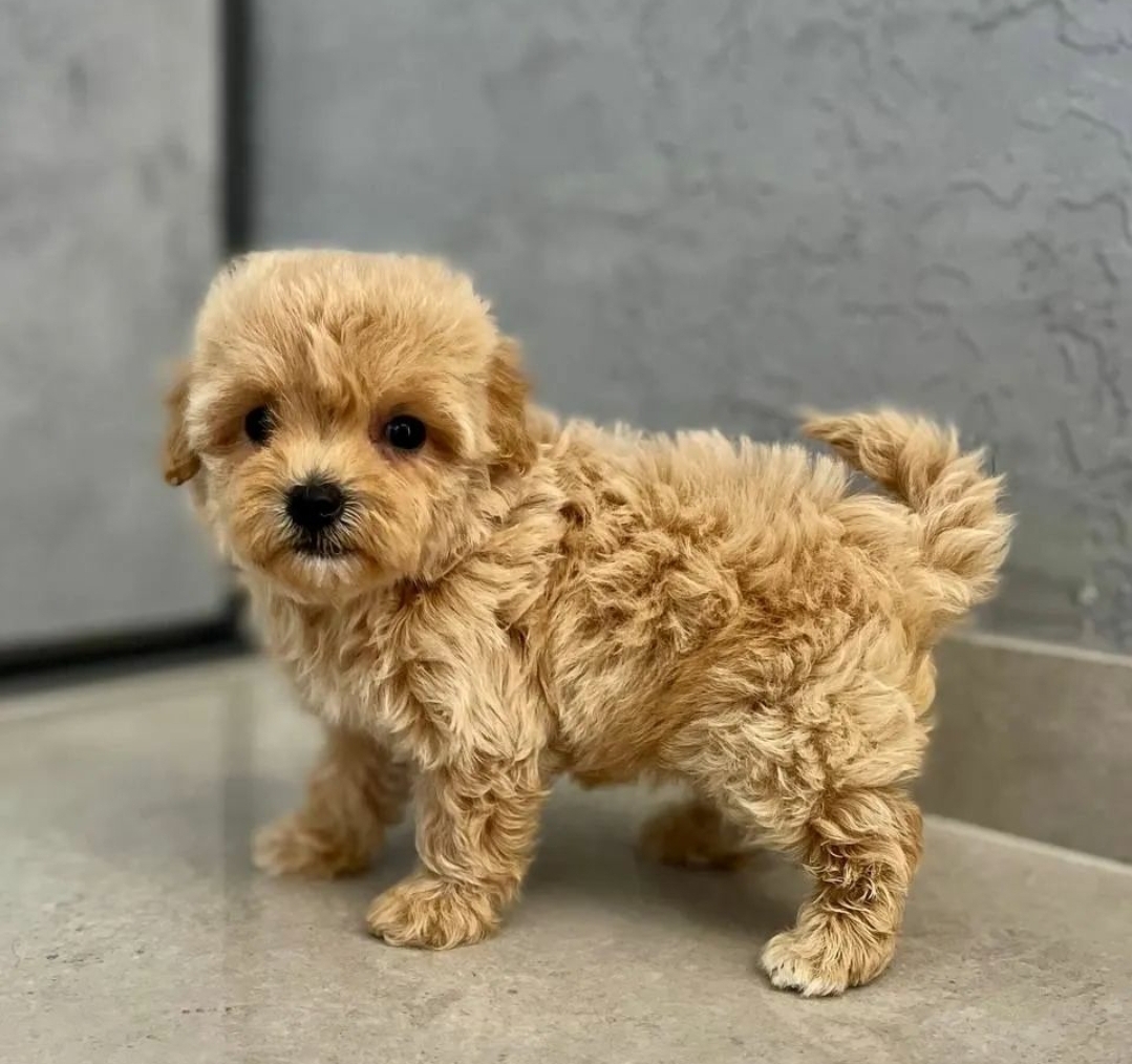 Prodm krsn ttka Maltipoo.