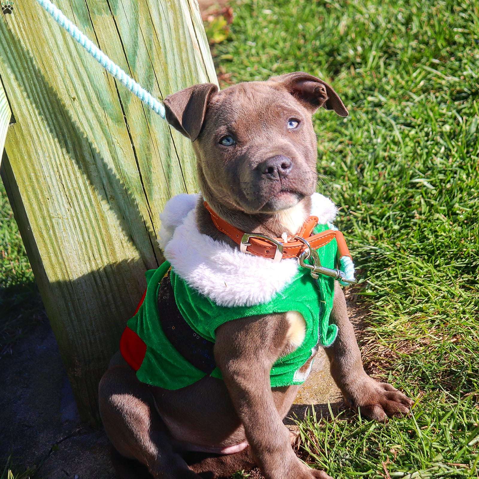 American Bully