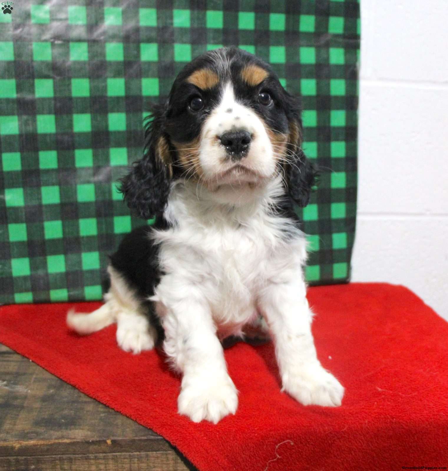 gorgeous cavalier King Charles puppies for sale!