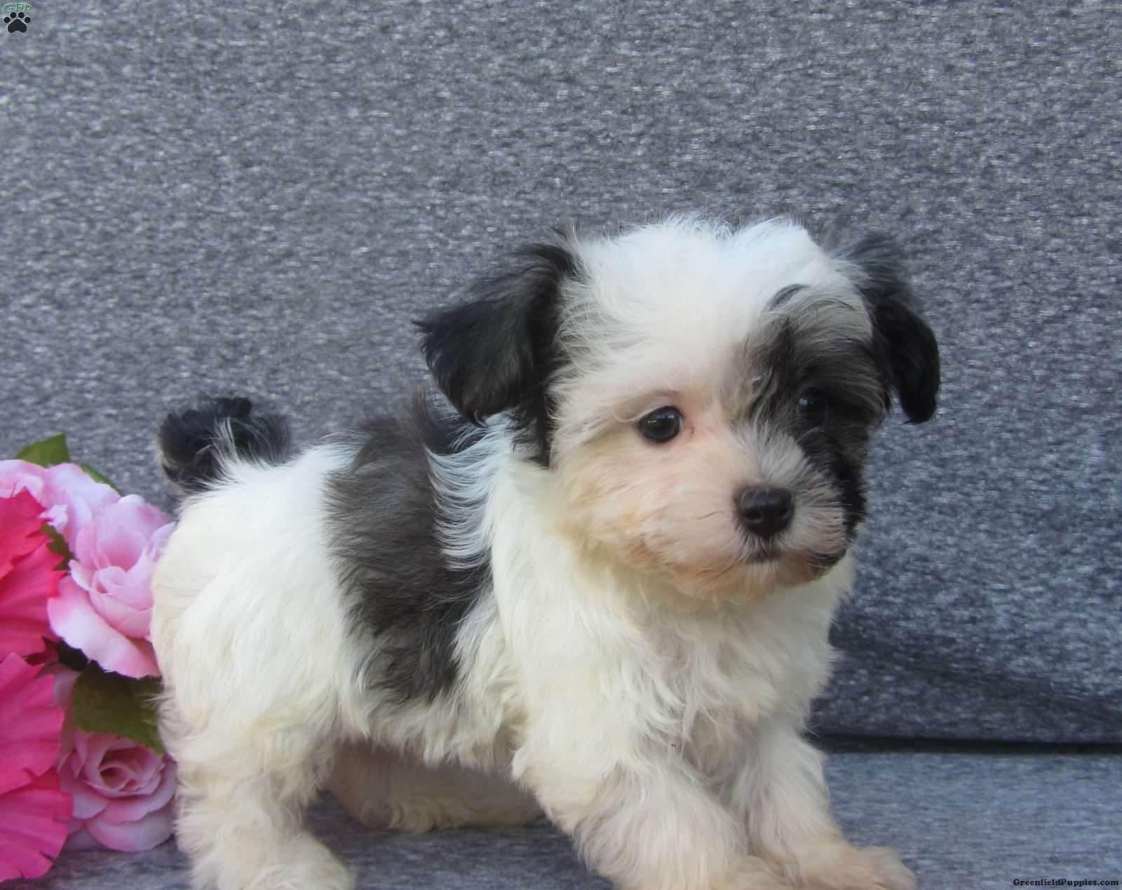Planned health tested KC Havanese incl chocolates
