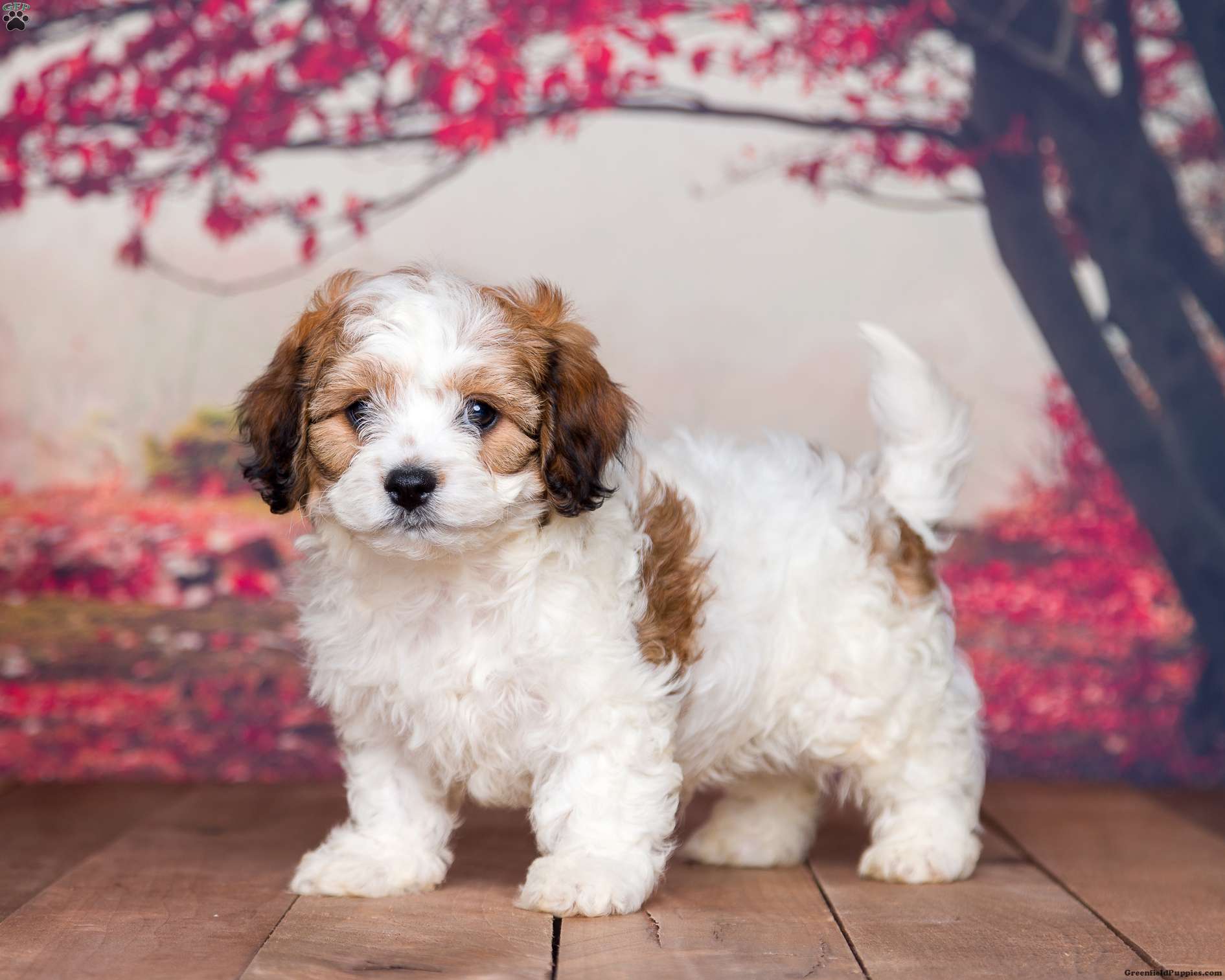 Cavachon puppies