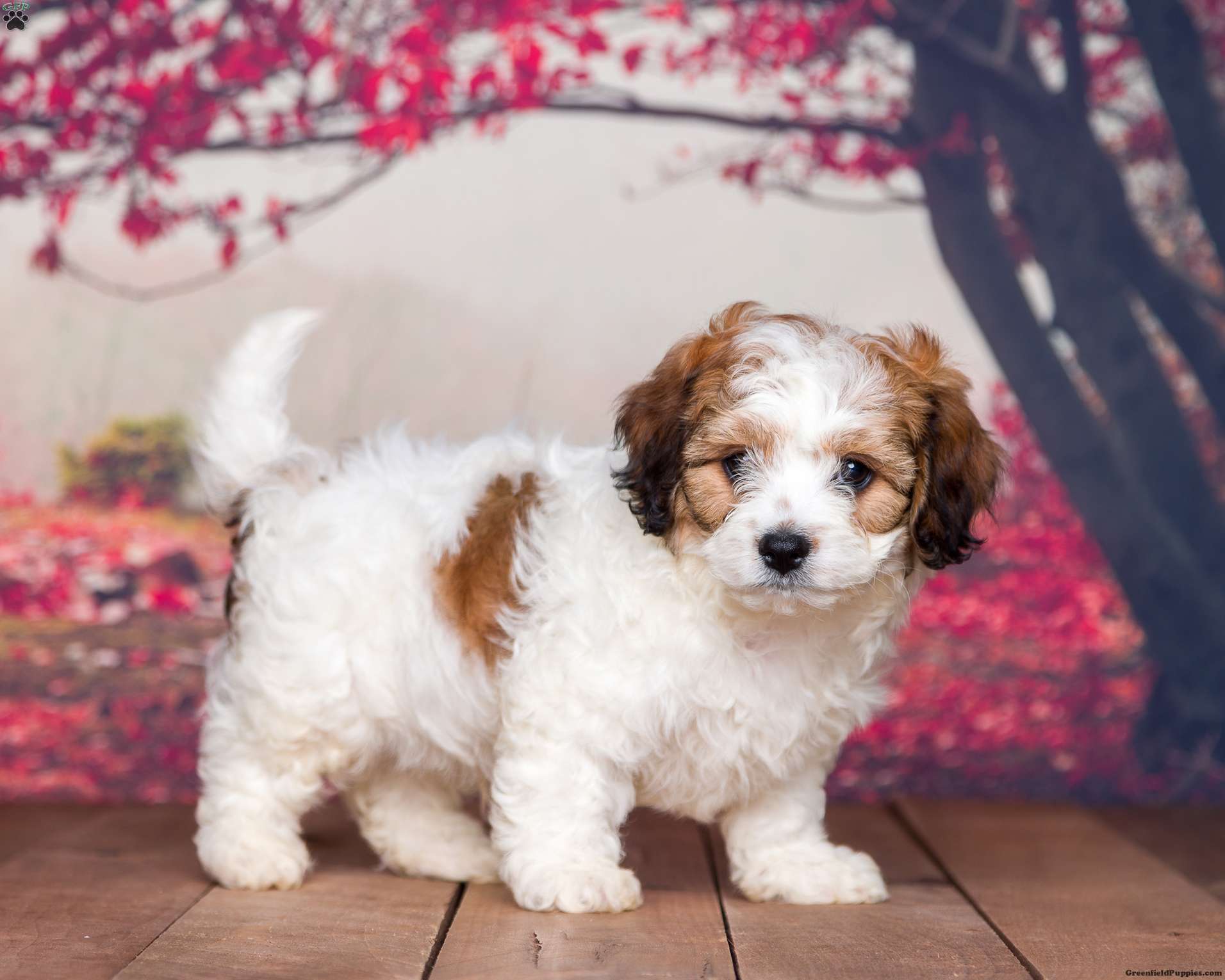 Cavachon puppies