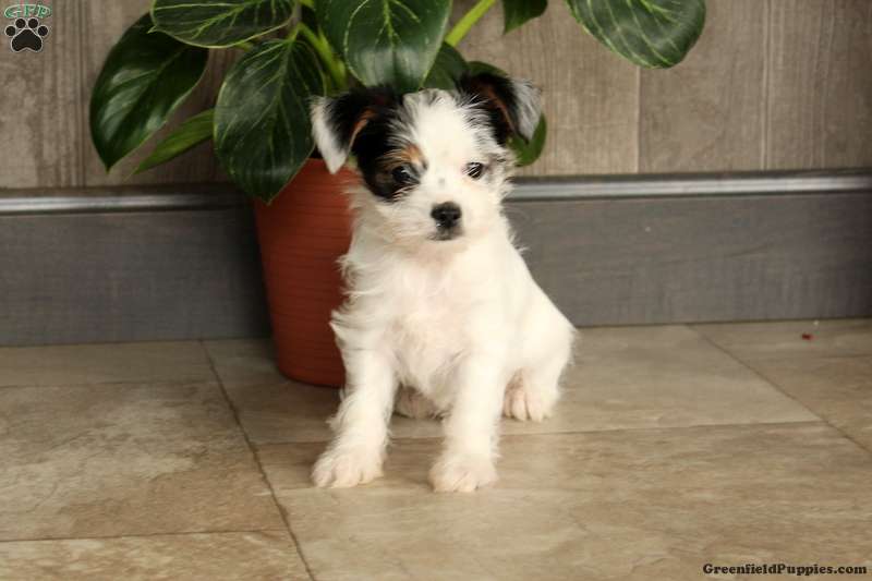Biewer Yorkshire Terrier with documents pure breed