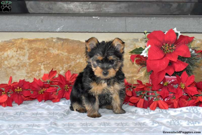 5 lovely Yorkshire terrier puppies